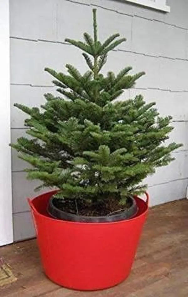 Christmas_Tree_Plant_(Hybrid,_Pack_of_1)