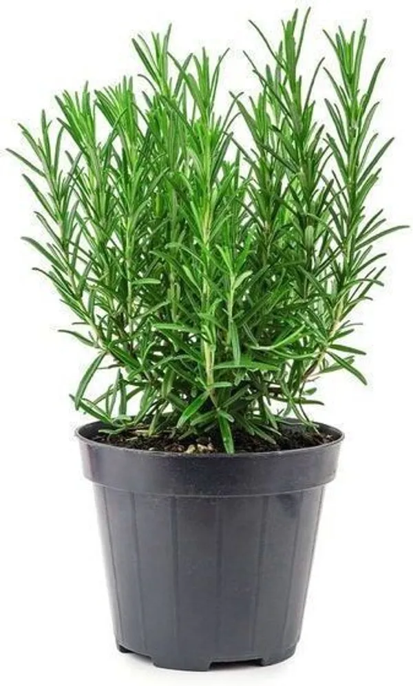 Christmas_Tree_Plant_(Hybrid,_Pack_of_1)