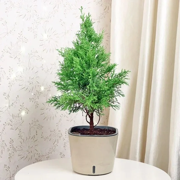 Christmas_Tree_Plant_(Hybrid,_Pack_of_1)