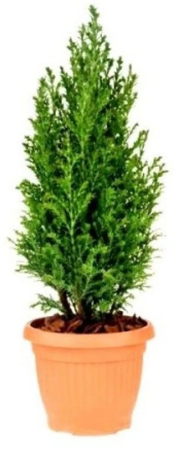 Juniper_Plant_(Hybrid,_Pack_of_1)