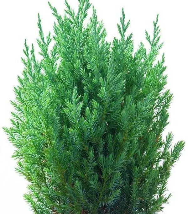 Juniper_Plant_(Hybrid,_Pack_of_1)