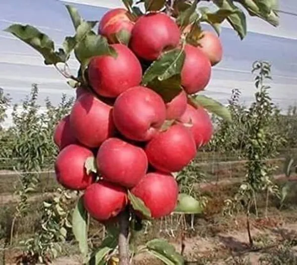 Apple_Plant_(Hybrid,_Pack_of_1)