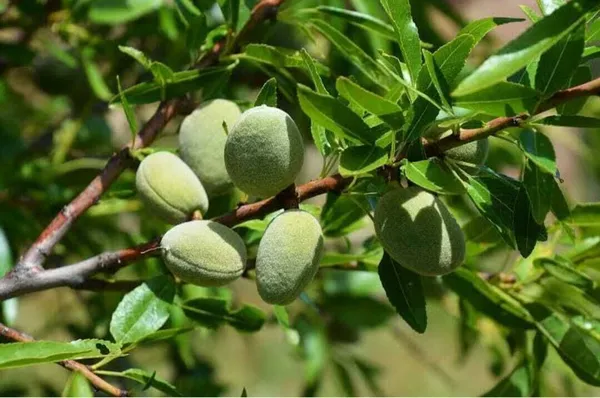 Almond_Plant_(Hybrid,_Pack_of_1)
