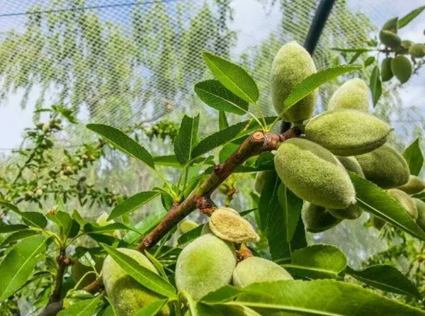 Almond_Plant_(Hybrid,_Pack_of_1)