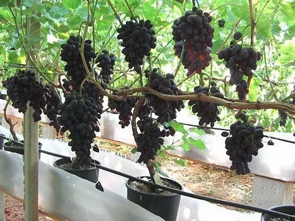 Grape_Plant_(Hybrid,_Pack_of_1)