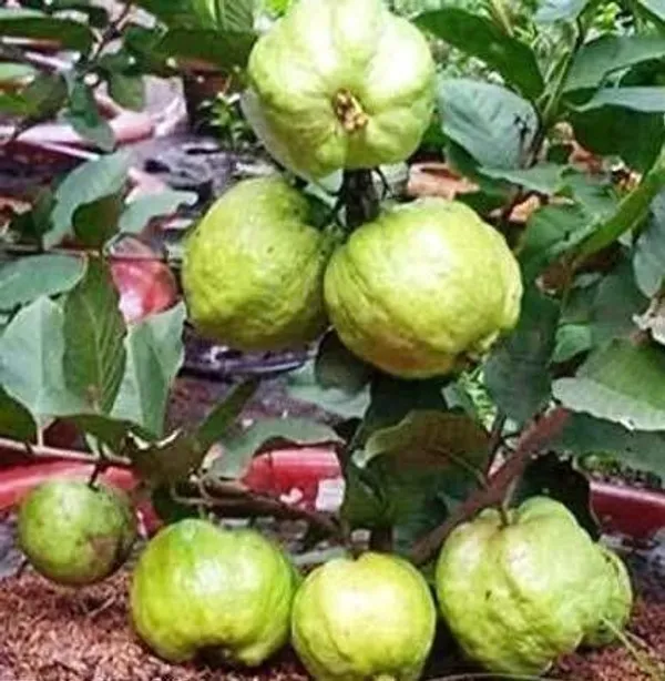 Guava_Plant_(Hybrid,_Pack_of_1)