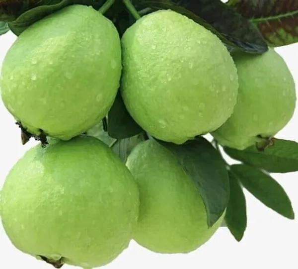 Guava_Plant_(Hybrid,_Pack_of_1)