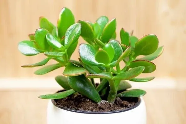 Jade_Plant_(Hybrid,_Pack_of_1)