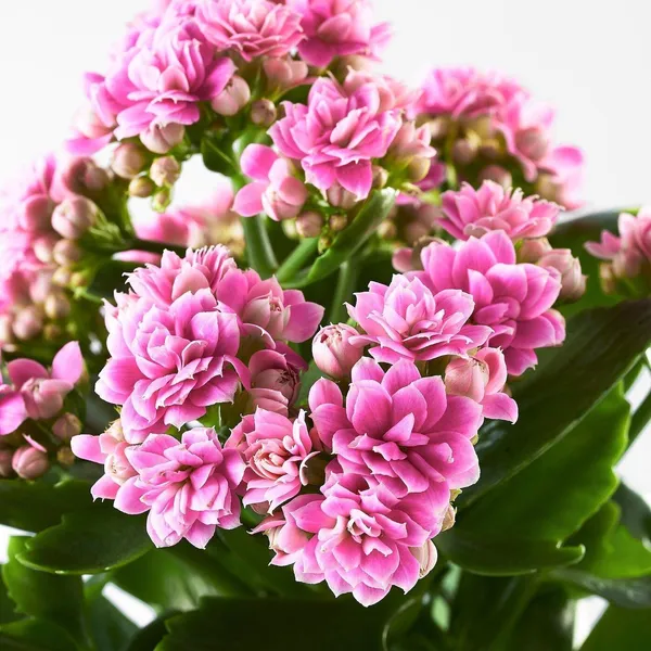 Kalanchoe_Plant_(Hybrid,_Pack_of_1)