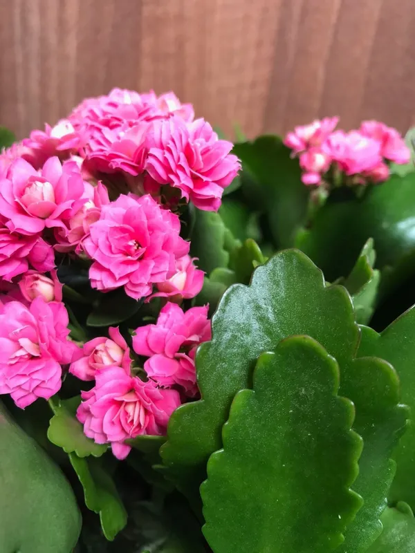 Kalanchoe_Plant_(Hybrid,_Pack_of_1)