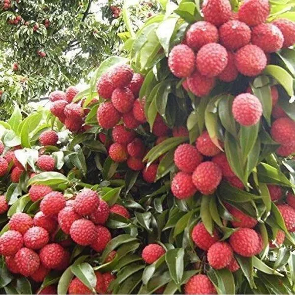 Litchi_Plant_(Hybrid,_Pack_of_1)