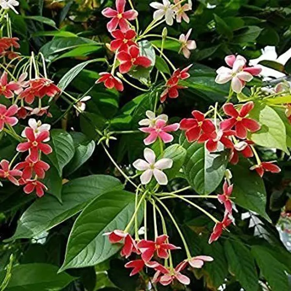Madhumalti/Rangoon_Creeper_(Hybrid,_Pack_of_1)