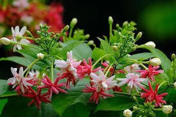 Madhumalti/Rangoon_Creeper_(Hybrid,_Pack_of_1)