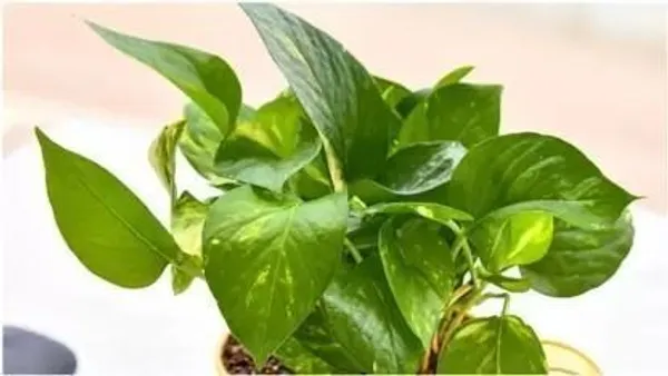Money_Plant_(Hybrid,_Pack_of_1)