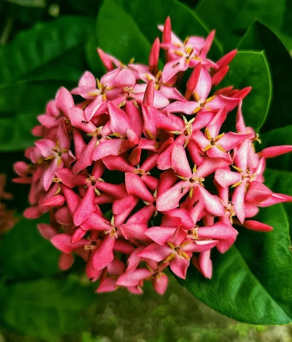 Trothic_Ixora/Chethi_Plant_(Hybrid,_Pack_of_1)
