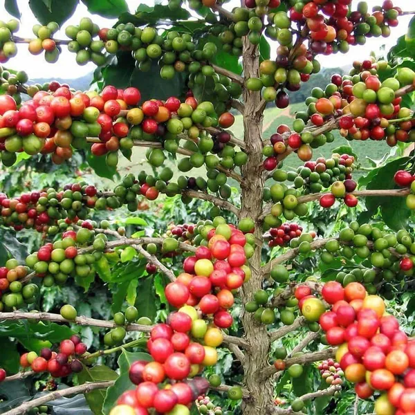 Coffee_Plant_(Hybrid,_Pack_of_1)