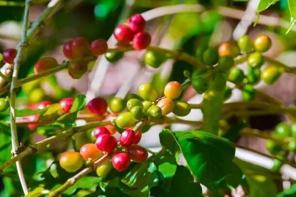 Coffee_Plant_(Hybrid,_Pack_of_1)