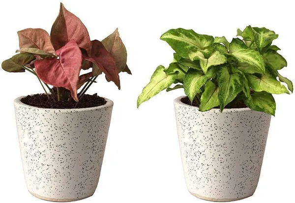 Syngonium_Plant_(Hybrid,_Pack_of_1)