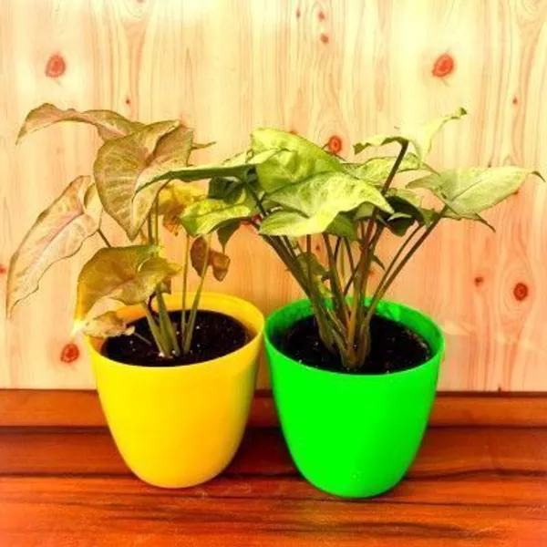 Syngonium_Plant_(Hybrid,_Pack_of_1)
