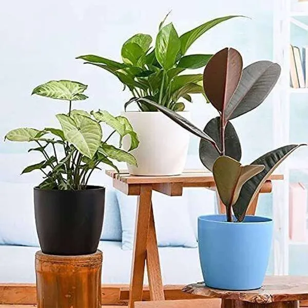 Money_Plant_(Hybrid,_Pack_of_1)