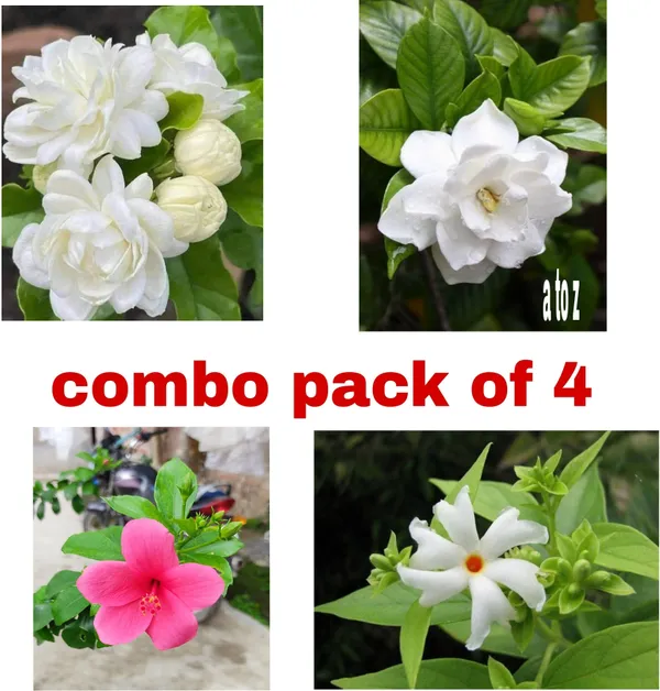 Hibiscus_Plant_(Hybrid,_Pack_of_1)