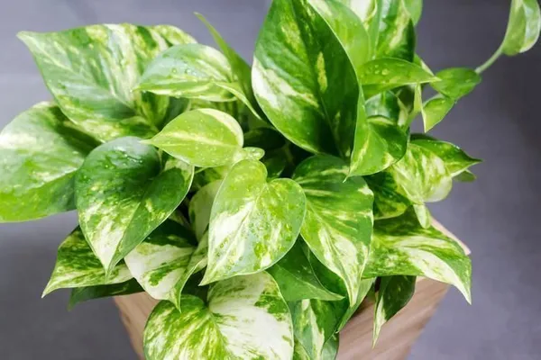 Money_Plant_(Hybrid,_Pack_of_1)