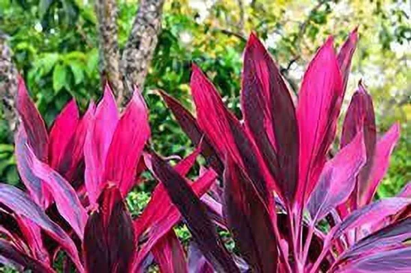Cordyline_Plant_(Hybrid,_Pack_of_1)