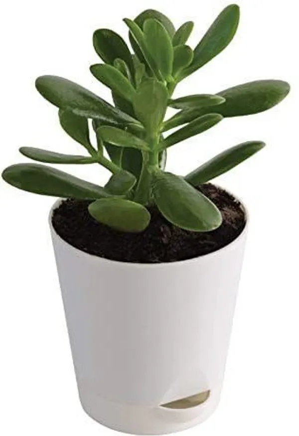 Crassula_Plant_(Hybrid,_Pack_of_1)