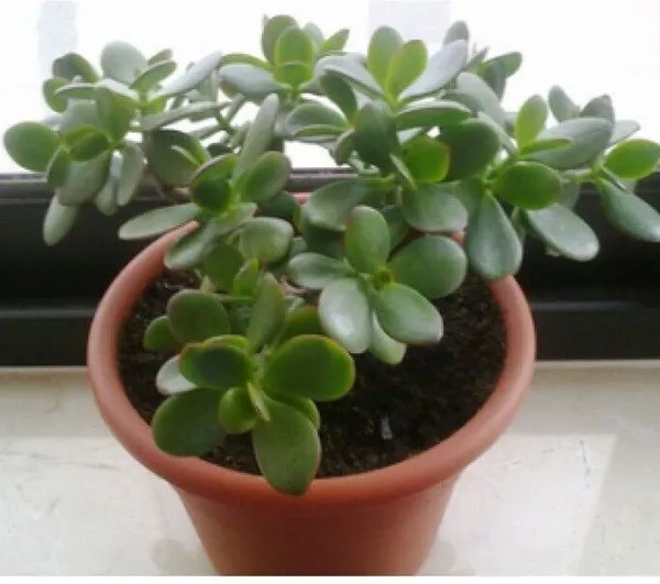 Crassula_Plant_(Hybrid,_Pack_of_1)