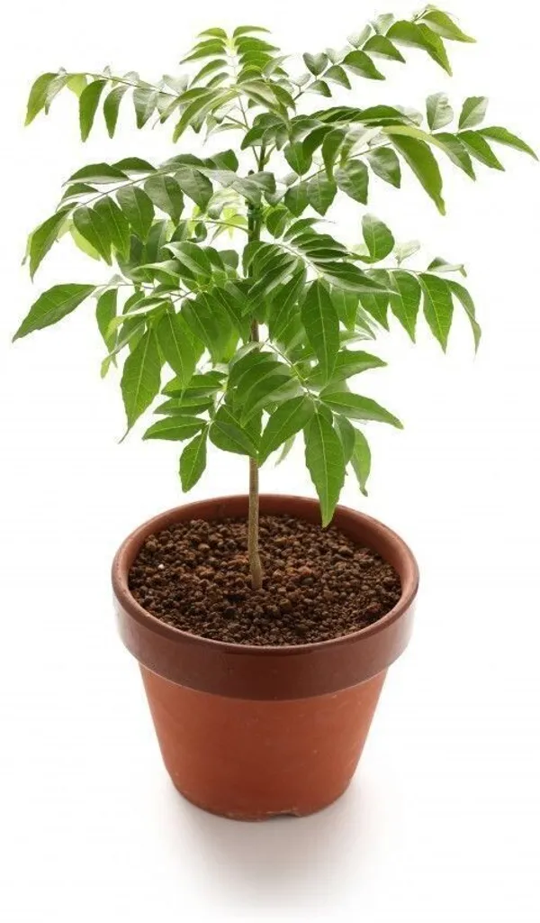 Curry_Leaf_Plant_(Hybrid,_Pack_of_1)
