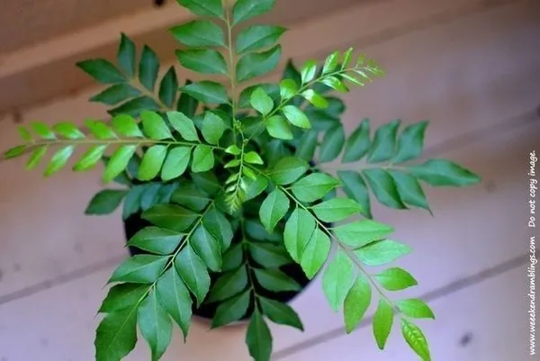 Curry_Leaf_Plant_(Hybrid,_Pack_of_1)