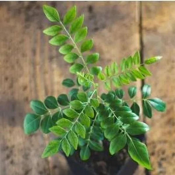 Curry_Leaf_Plant_(Hybrid,_Pack_of_1)