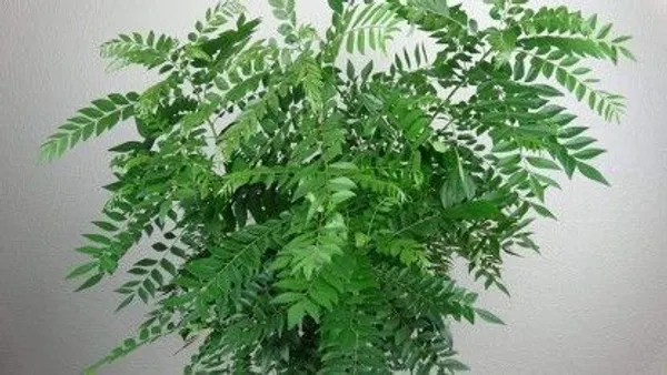 Curry_Leaf_Plant_(Hybrid,_Pack_of_1)