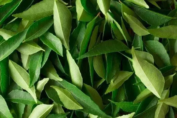 Curry_Leaf_Plant_(Hybrid,_Pack_of_1)