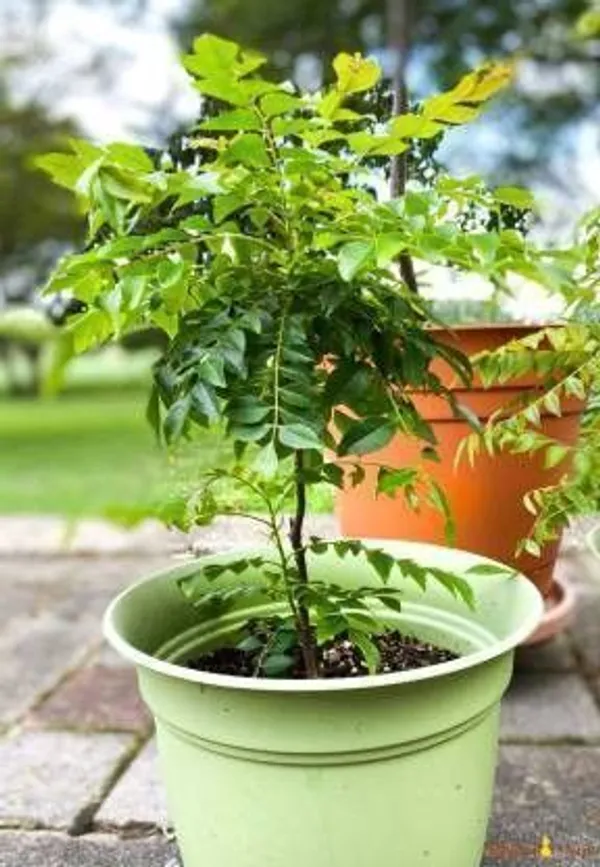 Curry_Leaf_Plant_(Hybrid,_Pack_of_1)