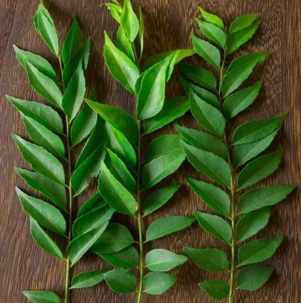Curry_Leaf_Plant_(Hybrid,_Pack_of_1)