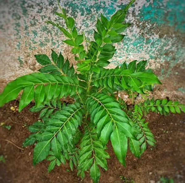 Curry_Leaf_Plant_(Hybrid,_Pack_of_1)