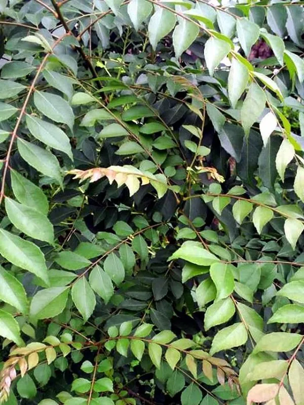 Curry_Leaf_Plant_(Hybrid,_Pack_of_1)
