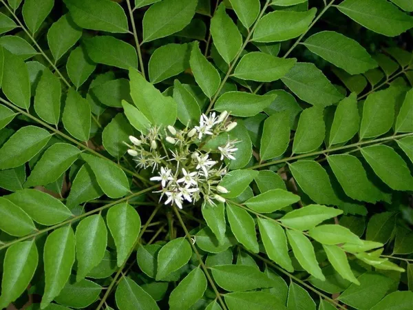 Curry_Leaf_Plant_(Hybrid,_Pack_of_1)