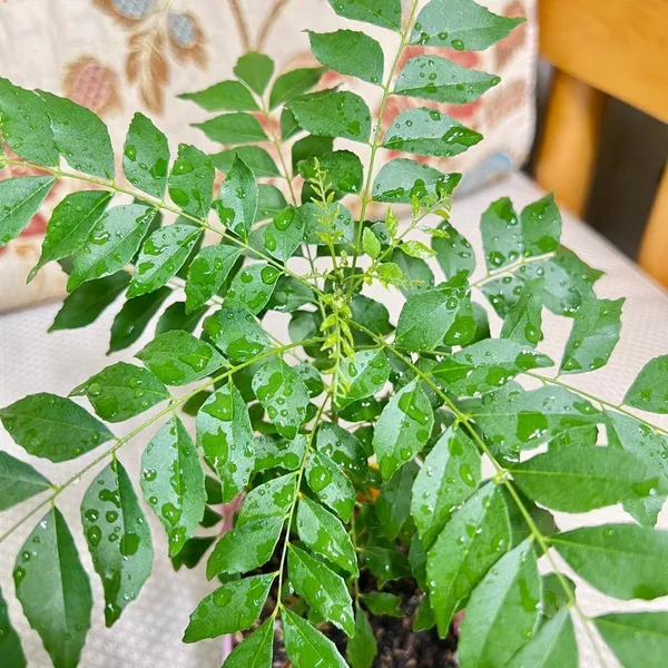 Curry_Leaf_Plant_(Hybrid,_Pack_of_1)