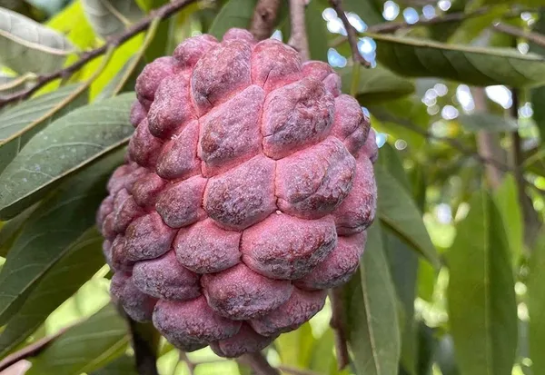 Custard_Apple_Plant_(Hybrid,_Pack_of_1)