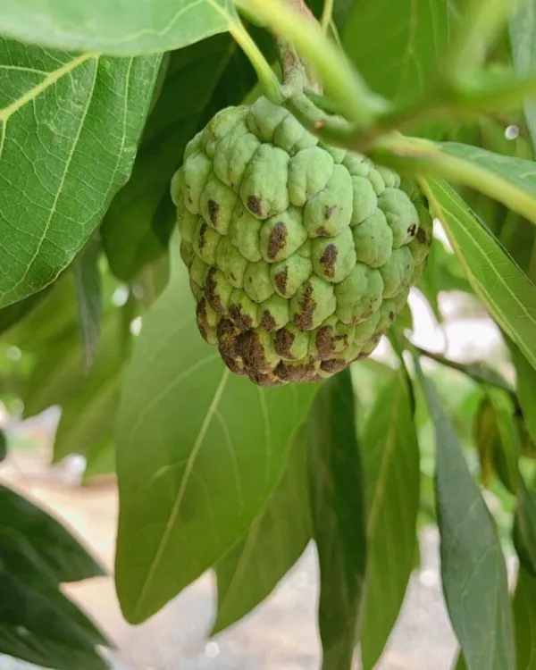 Custard_Apple_Plant_(Hybrid,_Pack_of_1)