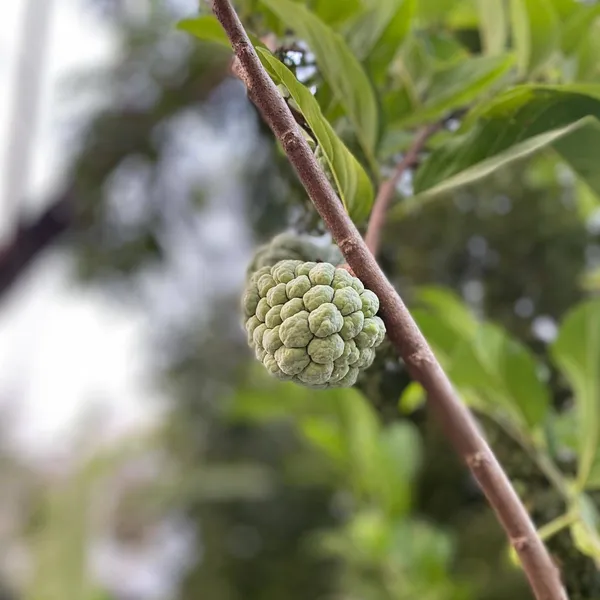 Custard_Apple_Plant_(Hybrid,_Pack_of_1)