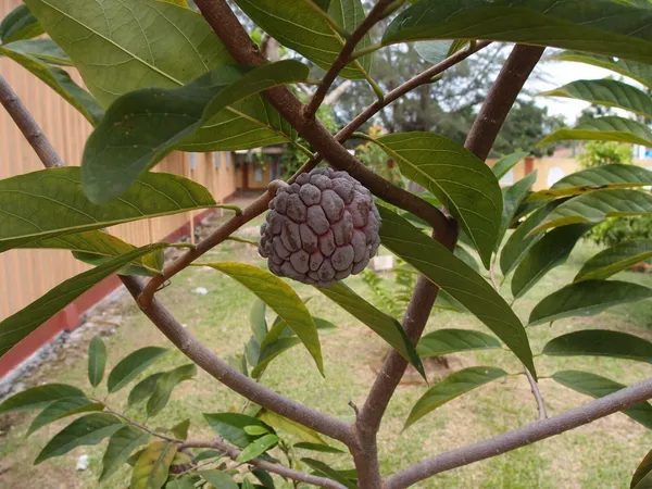 Custard_Apple_Plant_(Hybrid,_Pack_of_1)
