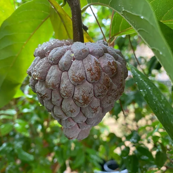 Custard_Apple_Plant_(Hybrid,_Pack_of_1)