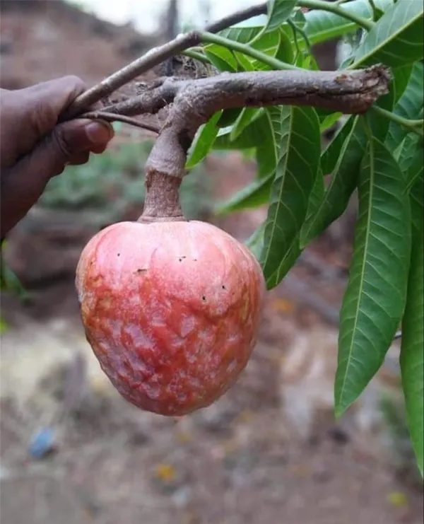 Custard_Apple_Plant_(Hybrid,_Pack_of_1)