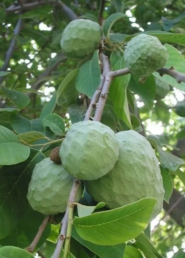 Custard_Apple_Plant_(Hybrid,_Pack_of_1)