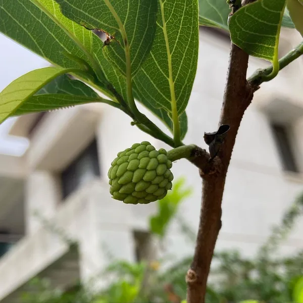 Custard_Apple_Plant_(Hybrid,_Pack_of_1)
