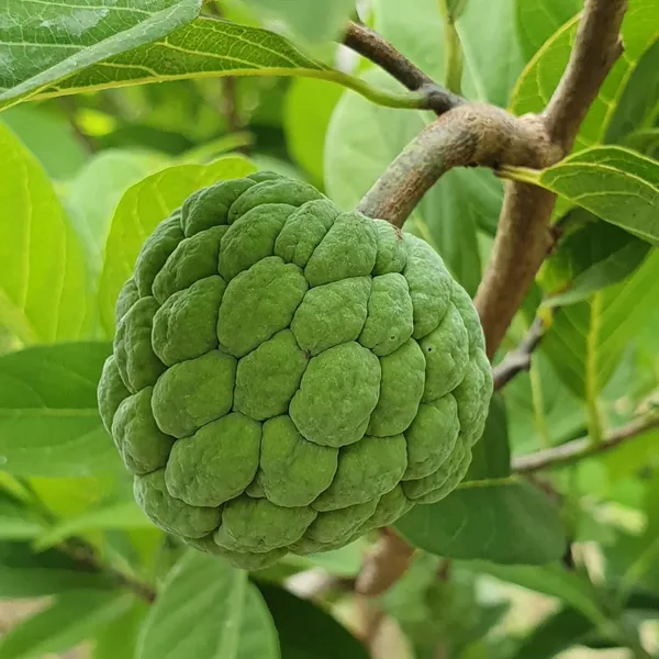 Custard_Apple_Plant_(Hybrid,_Pack_of_1)