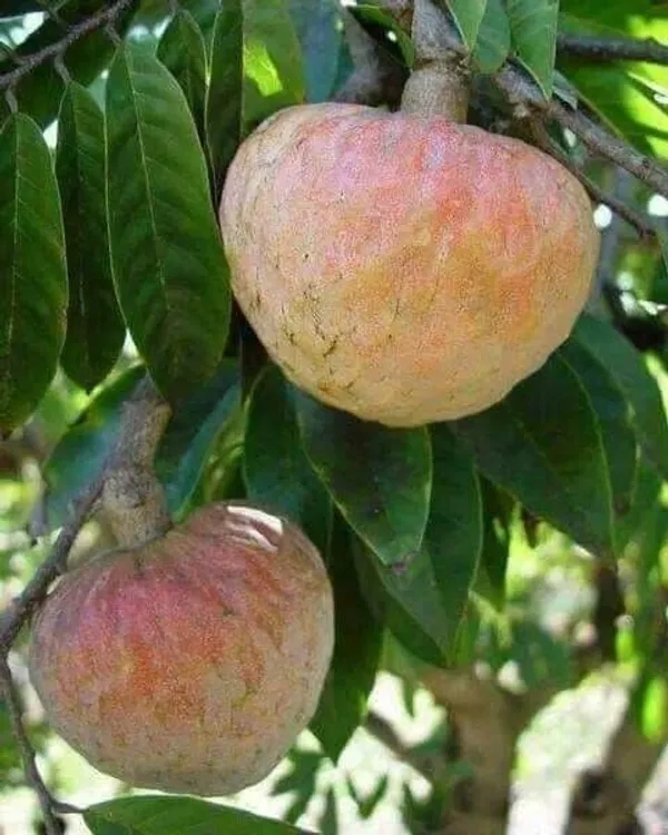 Custard_Apple_Plant_(Hybrid,_Pack_of_1)